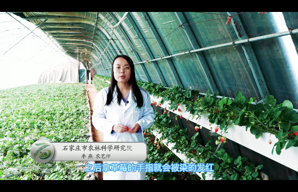 被污名化的草莓（二）染色与&rdquo;白屁股&ldquo;