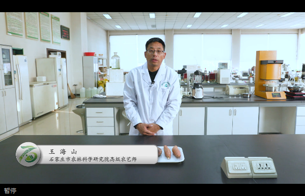  红薯、紫薯发芽以后会有毒吗？还能吃吗？